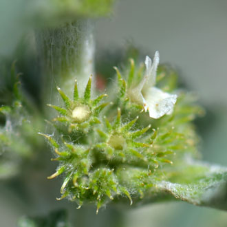 Marrubium vulgare, White Horehound